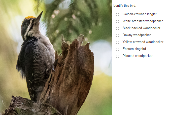 screen shot of an example of a side-by-side item featuring an image of a woodpecker on the left and a related question on the right.