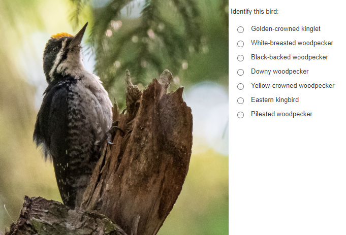 example of a side-by-side item featuring an image of a woodpecker on the left and a related question on the right