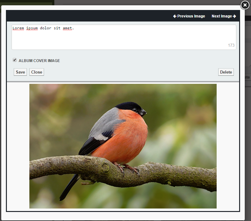 Album Cover Image window